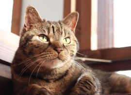 Thames Valley Animal Welfare - Registered Charity for Cats