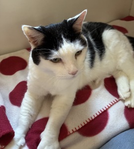 Thames Valley Animal Welfare - Registered Charity for Cats