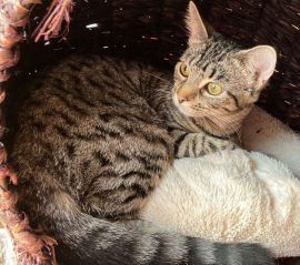 Thames Valley Animal Welfare - Registered Charity for Cats